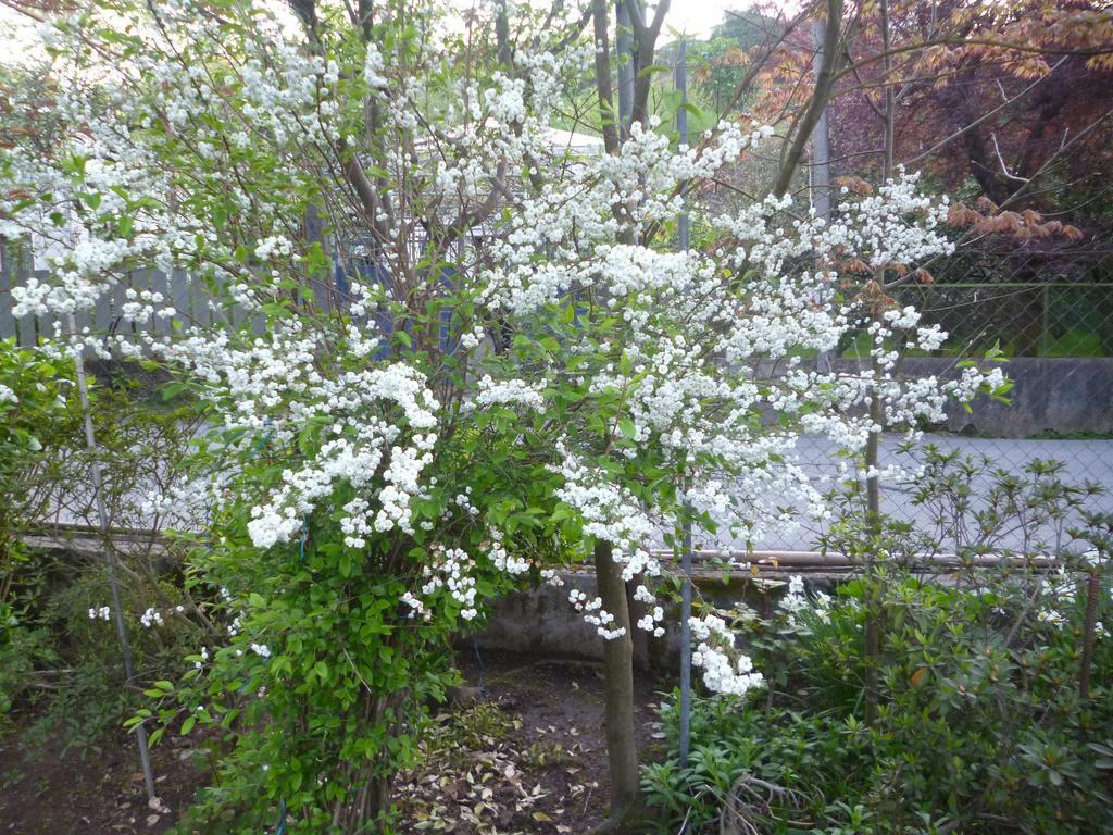 Guest House Elena Makhinjauri Exterior photo